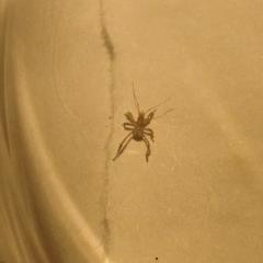 Странный паук с телом мошки 