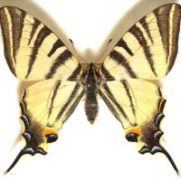 650px-Papilio.podalirius.mounted.jpg