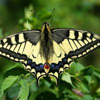 800px-Papilio_Machaon_JPG1a.jpg