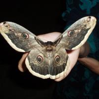 крупная бабочка с серыми крыльями и нарисованными на них глазами