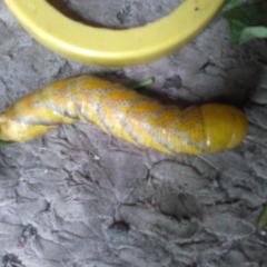Крупная желтая гусеница