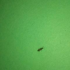 3-5 мм, ползает быстро, как муравей, не летает, ползает по стенам и людям