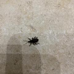 Черный жук в квартире