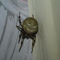 Здравствуйте!  У себя дома обнаружил этого паука, Размер примерно сантиметра три. Всё остальное на фото