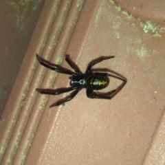 Черный паук, блестящий. размер без ног около 8 мм. Дома на цветочном горшке, летом на улице находился. Под ободком горшка еще дв