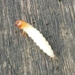 мелкая белая личинка с клешнями в огородной земле