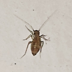 Насекомое 1-2 мм похоже на таракана быстро передвигается для своего размера обитает в ванне и туалете