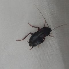 Насекомое похоже на таракана цвет чёрный размер около 15 мм