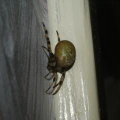 Здравствуйте!  У себя дома обнаружил этого паука, Размер примерно сантиметра три. Всё остальное на фото