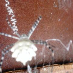 белый паук вид сверху