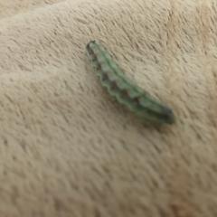 Гусеница размером в 3 сантиметра,зеленого цвета с небольшими коричневыми пятнами по бокам .найдена в городе Аша,Челябинская обла
