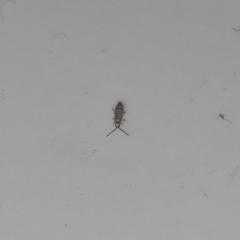 Что это за жук?