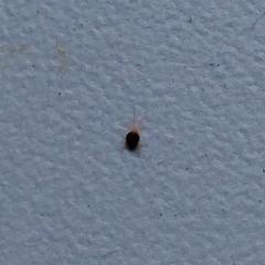 Здравствуйте, прошу помочь выяснить, что это за жуки?