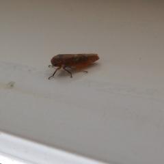 Что это за насекомое (как называется) залетает в квартиру каждый вечер и прыгает