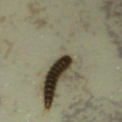 Маленькие личинки длиной в сантиметр . Возможно питаются пылью. 