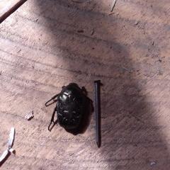Чёрный жук пойманный на севере Сахалина