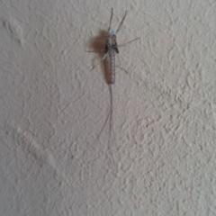 что за насекомые, отоковавшие мою квартиру?