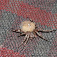 паук - плетет паутину как струна- прочная,  примерно 3 см-длина, шаровидный- обнаружен на даче- снят с одежды