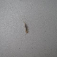 Обнаружил в квартире это насекомое