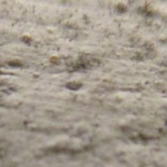 жучки темно коричневого  или черного цвета приблизительно 1мм длинной обнаружил весной в в частном доме на кирпичной стене