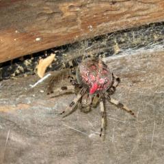 паук около 3 см. брюо размером с вишню.ноги полосатые, черно-белые толстые.паутина очень крепкая!!красный рисунок на спине.