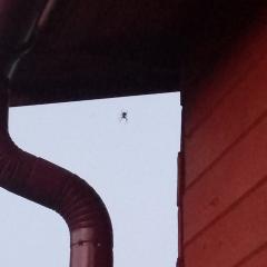 Крупный паук живет под крышей дачного дома