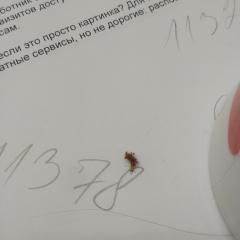 Помогите пожалуйста определить насекомое