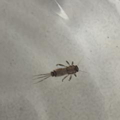 Помогите опознать