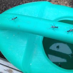 За один день буквально эти насекомые заполонили  теплицу. Сидят везде- на лейке (на фото), на стенаХ, на Растениях