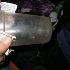 Помогите определить паука (найден в Крыму)