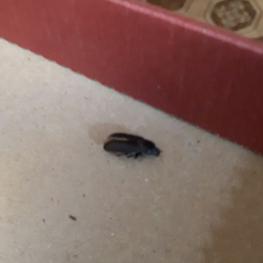 В квартире завелись жуки