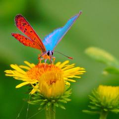 Красивое фото бабочки на цветке одуванчика.  Ярких крылышек очаровывает контрастом лазури с багровой нижней подсветкой.