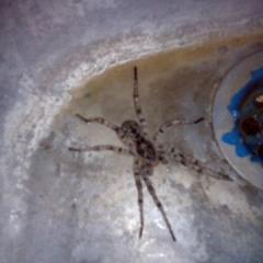 Огромный паук в раковине