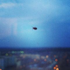 Что за жуки сидят за окном?