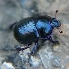 Красивый жук, сверху тёмно-синий, почти чёрный. Снизу синий переливающийся разными оттенками. Фото снизу сделать не удалось.