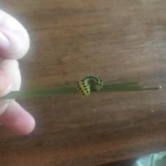 Зелено-желтая гусеница с черными точками и короткими волосками. Найдена в Сочи. Хотим вывести бабочку, но чем кормить не знаем. 