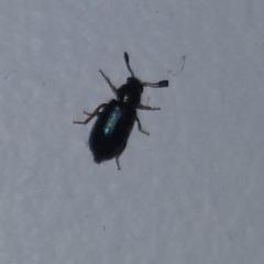 чёрный жук с зеленоватым оттенком