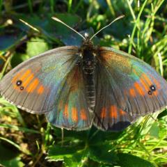 Очень уж меня заинтересовала эта необычная бабочка. Как бы мне узнать название,род,вид.Ну и конечно же ареал обитания.