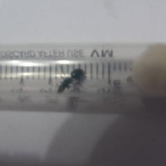 Матка муравья ли это? Какой вид?