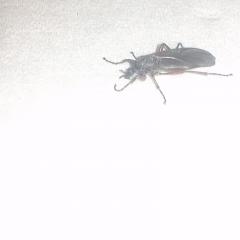 черные насекомые "мухи" в квартире