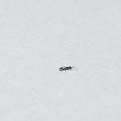 черный продолговатый жук 3-4 мм похожий на муравья в квартире