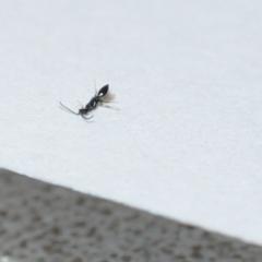 черный продолговатый жук 3-4 мм похожий на муравья в квартире