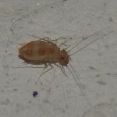 Что это за насекомые обитают на стенах в ванной?(размеры крошечные. Темный около милиметра, светлый вообще еле заметен).