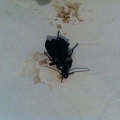 крупный черный жук завелся в доме как определить насекомое