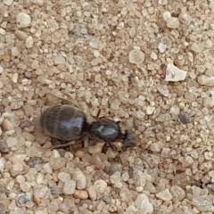 Помогите определить насекомое, похож на большого муравья
