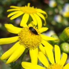 Маленькое насекомое на цветке крестовника. Украина, остров Хортица.