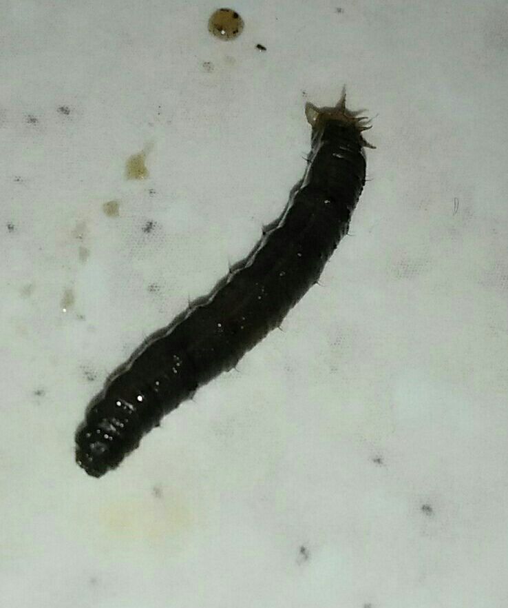 Черные черви в воде. Личинки гусеницы червеобразные. Черные гусеницы личинки в земле. Сциариды личинки черви.