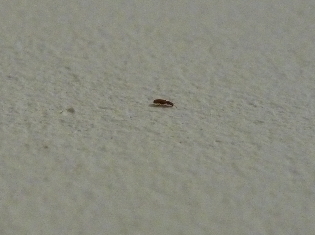 Хлебный точильщик (stegobium paniceum). Жук мучной точильщик. Как избавиться от мучного жучка в квартире. Жук точильщик маленький. Мучные жуки по всей квартире.